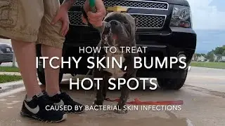 HOW TO TREAT HOT SPOTS,  ITCHY SKIN & INFECTIONS: AMERICAN BULLY, PIT BULL & BULLDOGS