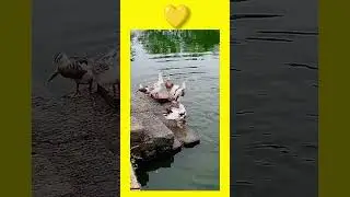 ✨💗❤️ dex dhak 🦆🦤 swimming pool