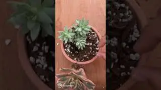 Pink Succulent Arrangement #Shorts