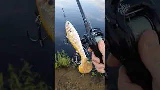 Rapala X-Rap Otus 25cm #shorts #fishing #rapala #predatorfishing  #pike