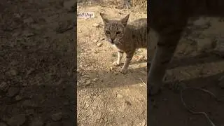 Cat in Uttarakhand #PahadiCat #cat #uttarakhand #uttarakhandtourism