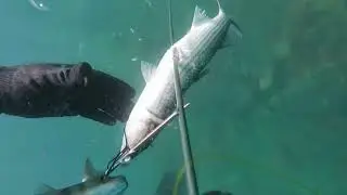 Sığsu kefal balık avı