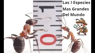 LAS 3 ESPECIES DE HORMIGAS MAS GRANDES DEL MUNDO
