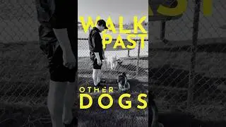 How to teach your dog to walk past other dogs like a pro. (without lunging or barking)