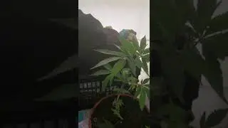 what to do with male marijuana plants