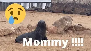 Cape Cross seal colony