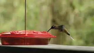 Little birds