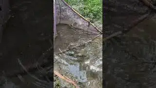 🎣 Fishing for LIFE in a Desi Village | A Day of Traditional Fishing in Rural Life 🌾 Village Ltd