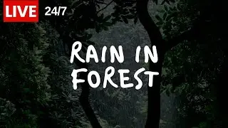 🔴 Rain in a forest to relax, study, meditate.