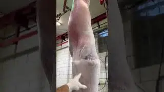 &ldquo;It&rsquo;s no skin off my back&rdquo;-this lamb, probably