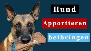 Hund Apportieren beibringen (Futterbeutel Training)