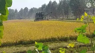 Tothar farm combine harvesting