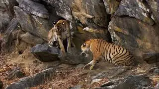 Tiger cubs growing up