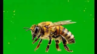 🐝 VFX Green Screen Bee & Hornet &ndash; FREE GREEN SCREEN