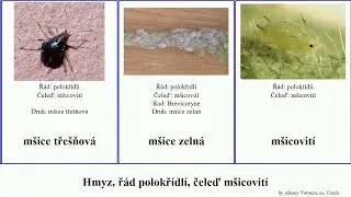 Hmyz, ř&aacute;d polokř&iacute;dl&iacute;, čeleď m&scaron;icovit&iacute; m&scaron;ice vlnatka insect dutilka stromovnice &scaron;roubovit&aacute; tře&scaron;ňov&aacute;