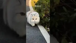 This cat has some hidden talents!😱 #cat #funny #cute
