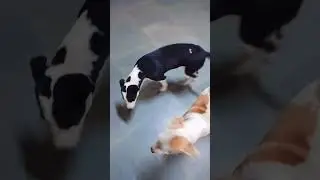 dog race ... #muqabla 🔥💥✨😙⭐👀✨✨🔥😳 #shorts