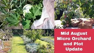Mid August update on Micro Orchard and Plot| Grow Your Own Fruit| Fruit and Vegetable Growing in UK|