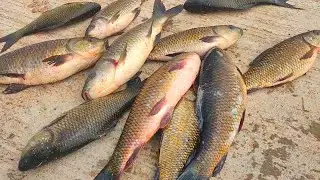 Rohu fishing technique videos| River dam fishing|Singh Shikar