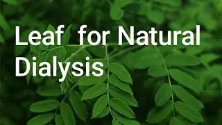 TEA of Life ~How I Clean my blood and Kill Free Radicals which cause Cancer to our body|Moringa Tea