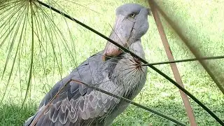 Shoebill Eating Fish | Shoebill Stork Mealtime