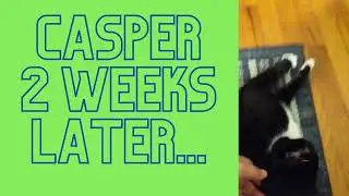 Casper Saved Moments From Euthanasia | Happy Cat Stories | Saving Cats | Best Cat Videos