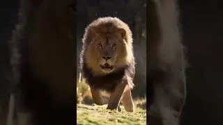 Wildlife video #shorts #ytshorts #viralshorts #wildlife #animal #bird #discovery #bbc