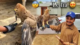 Itna Bara Eagle Le Aye🦅 | Hum Aur Parindey | Petsvlog