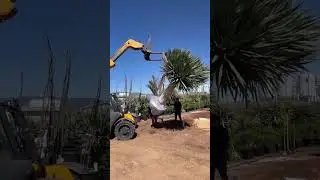 How we transport big tree #reels #bigtree #transport #lifting #tractor #tractorvideo