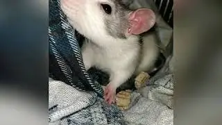 Mark Northam &mdash; Ratatouille: Main Theme (From 