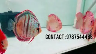 Imported Discus in india | Hi grade Discus for sale | PVS DISCUS #discusfish #fish 