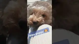 relaxdog #puppy #dog #pet #calmdog #calm