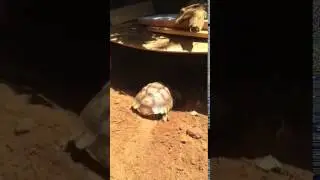 Spike the tortoise working on his burrow