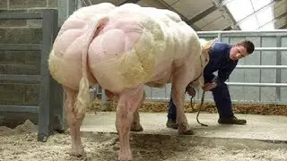 Intelligent Technology Smart Modern Farming USA Amazing Techniques Cow Super Charolais