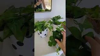 Set of 3 Plants - REAL or FAKE?? Honest Review & Demo