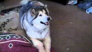My Malamute Talks Back