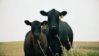 GENEX Cow Sense & Science