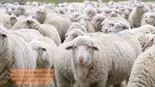 Merino wool: How is it made?