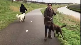 TIP VAN ANNIEK! Wat doe je als er een (agressieve) hond op jouw hond afstormt?