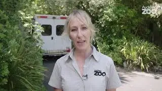 Episode 1: Orangutans on the move to Orana Park.