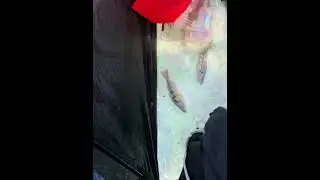 Ice fishing cooks bay 2026 #lakesimcoe #jumbos #perch #icefishing #minnows #newyear2026