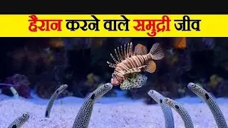 हैरान करने वाले समुद्री जीव |Crazy HuntingTechniques of Sea Creatures #sea @SEA #shorts #sea #viral 