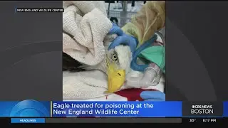 Eagle treated for poisoning at New England Wildlife Center