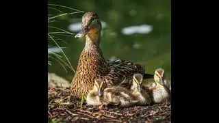Wild Duck SOUND