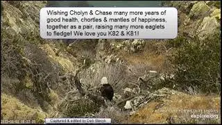 Cholyn & Chase - An Everlasting Love Story 19+ Years Together Two Harbors Bald Eagles - Aug 3, 2022