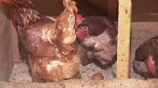 Silo para suplementar gallinas - La Finca de Hoy