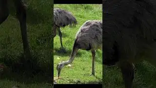 Rheiformes | Rhea | Ornithology | Vertebrate Zoology| Chordate Zoology