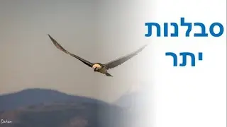 סבלנות יתר I ברק דרור-כהן