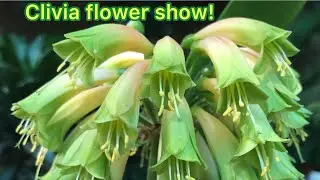 Flowers at the Clivia Show!