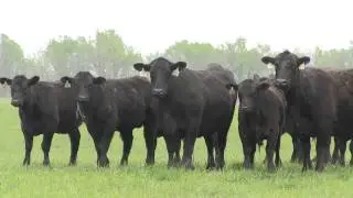 Angus VNR:  Genomics for cattlemen